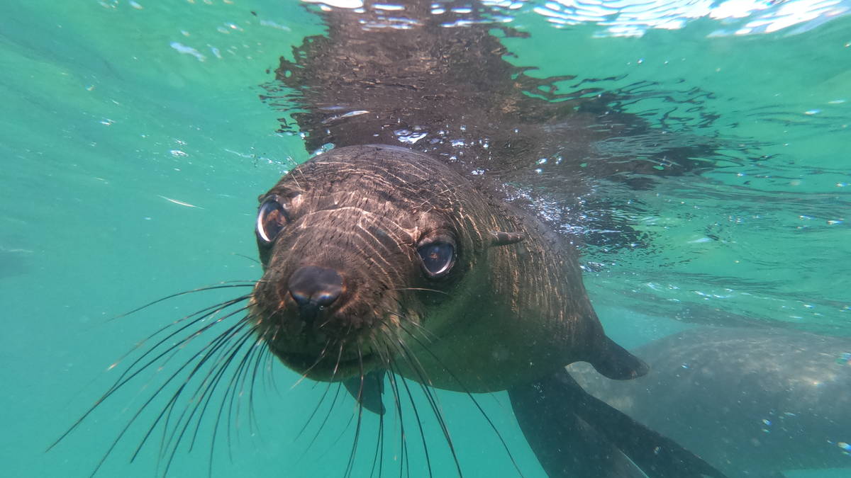 Seal Adventures